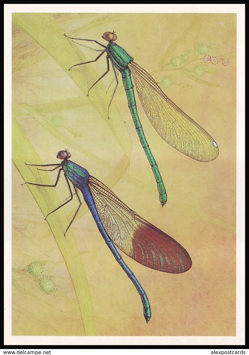 DRAGONFLY - Calopteryx Mingrelica Selys. Artist L. Aristov. Unused Postcard (USSR, 1987) - Insecten