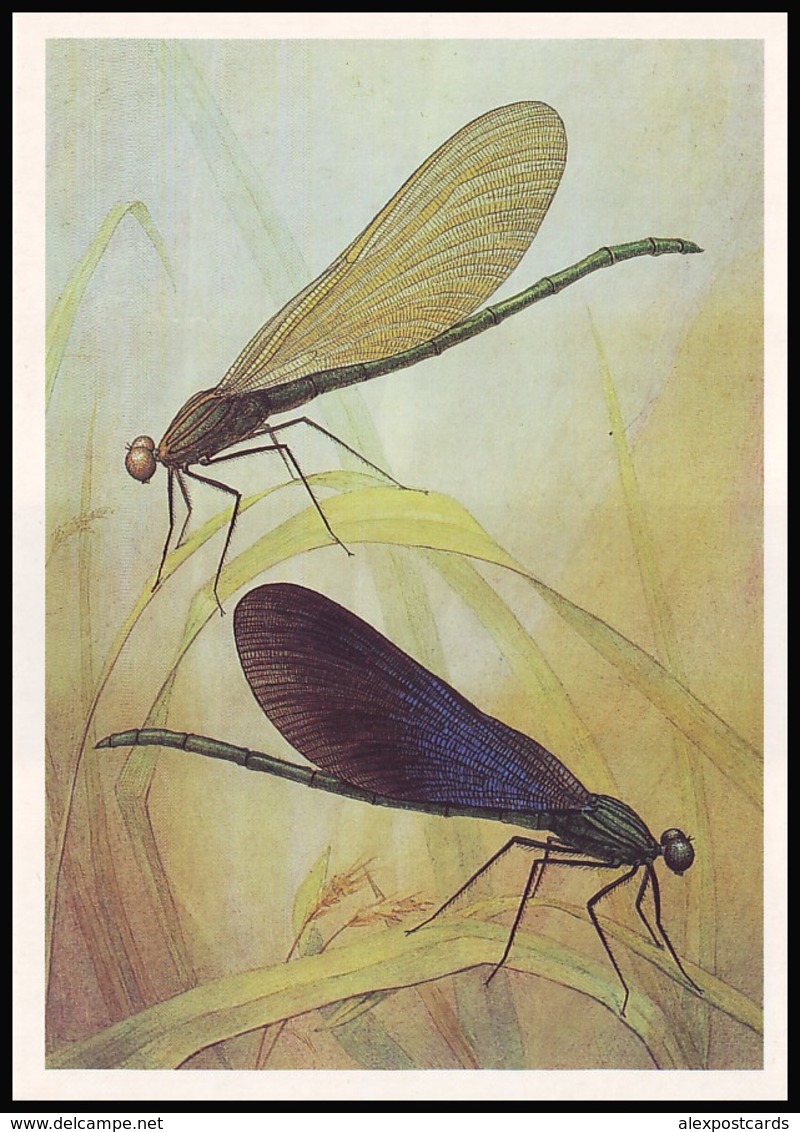 DRAGONFLY - Calopteryx Virgo L. Artist L. Aristov. Unused Postcard (USSR, 1987) - Insecten