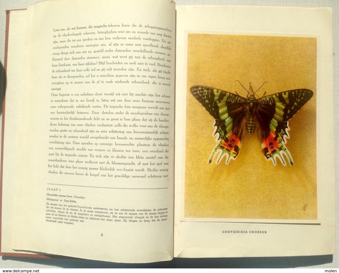 CHROMO-ALBUM DE WONDERWERELD DER TROPISCHE VLINDERS * ARTIS VLINDER PAPILLON BUTTERFLY Prentenboek Plaatjes BOEK Z743 - Albums & Catalogues