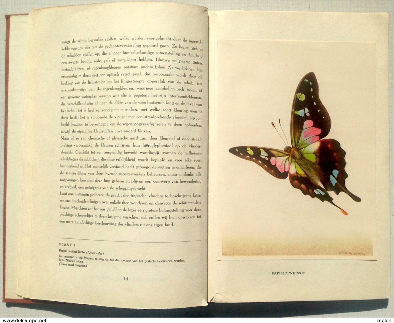 CHROMO-ALBUM DE WONDERWERELD DER TROPISCHE VLINDERS * ARTIS VLINDER PAPILLON BUTTERFLY Prentenboek Plaatjes BOEK Z743 - Albums & Catalogues