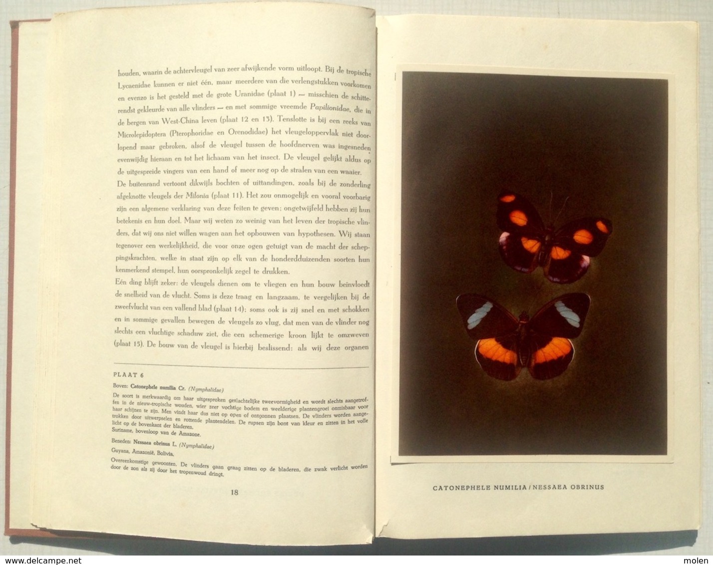 CHROMO-ALBUM DE WONDERWERELD DER TROPISCHE VLINDERS * ARTIS VLINDER PAPILLON BUTTERFLY prentenboek plaatjes BOEK Z743