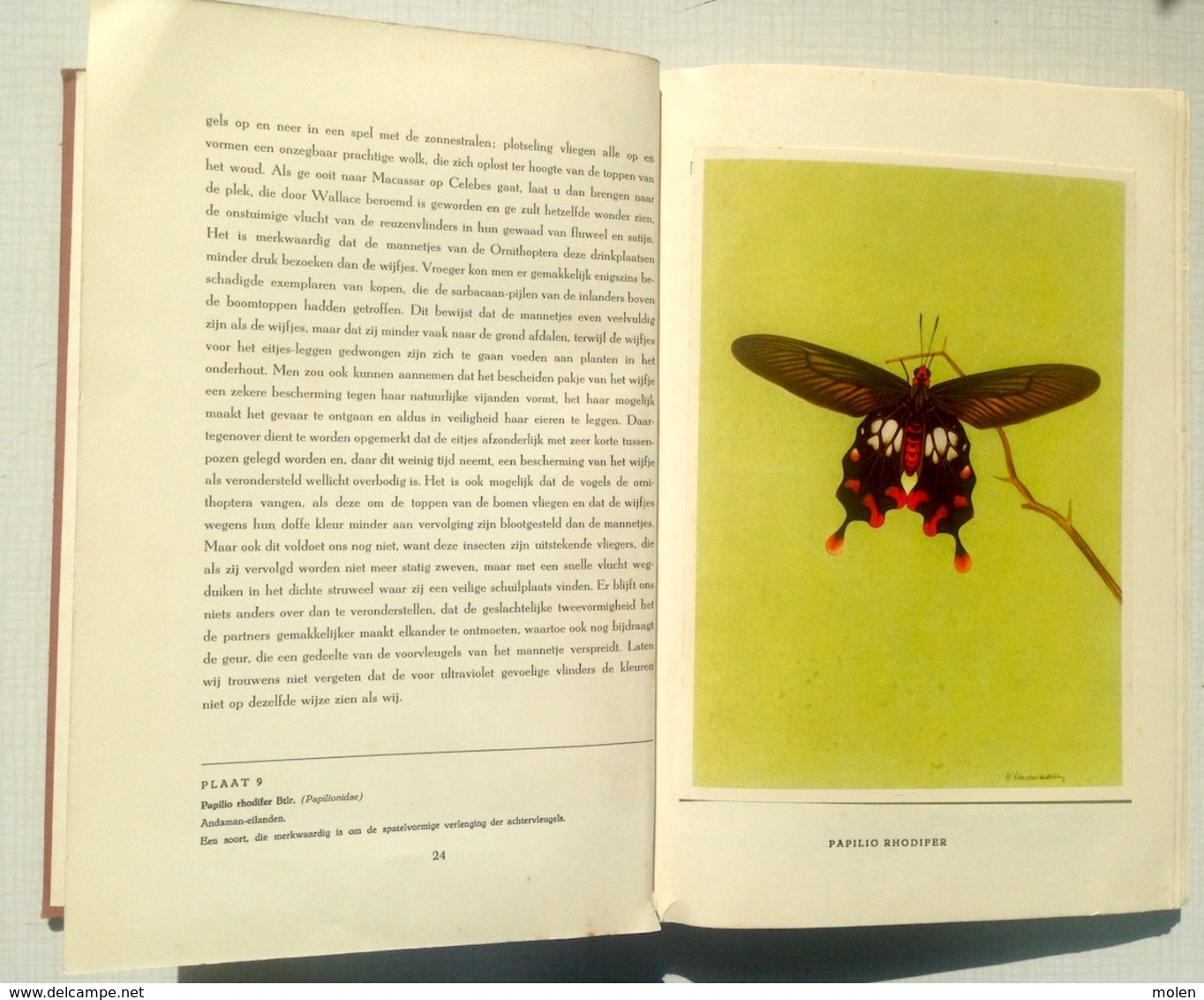 CHROMO-ALBUM DE WONDERWERELD DER TROPISCHE VLINDERS * ARTIS VLINDER PAPILLON BUTTERFLY prentenboek plaatjes BOEK Z743