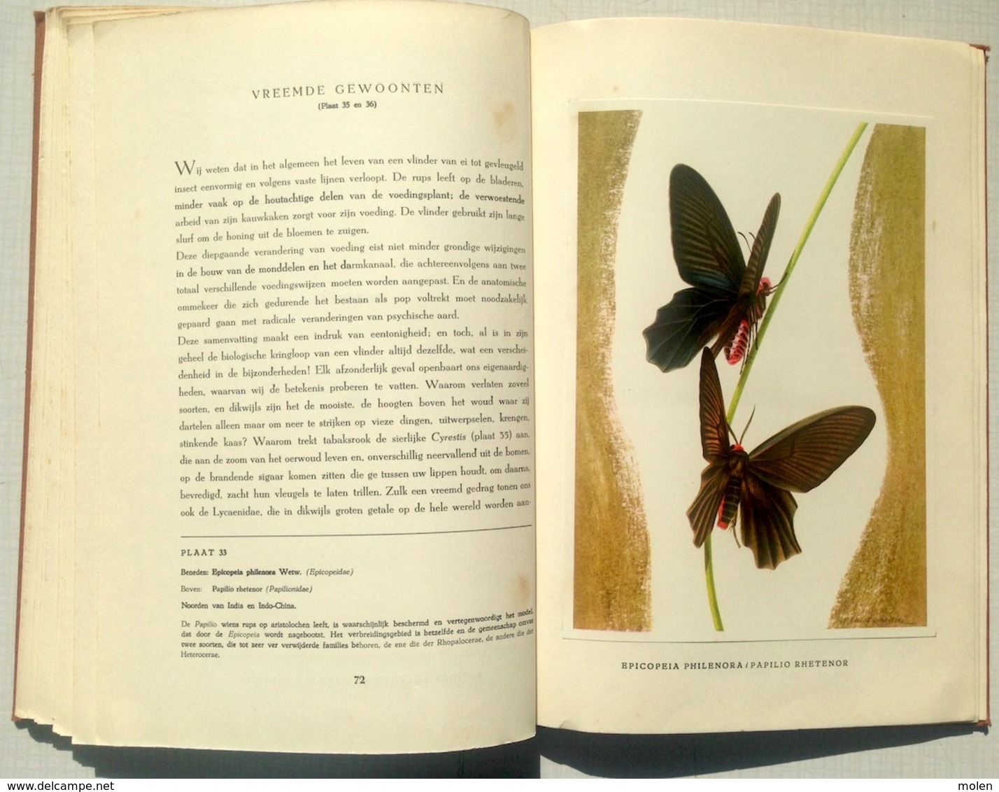 CHROMO-ALBUM DE WONDERWERELD DER TROPISCHE VLINDERS * ARTIS VLINDER PAPILLON BUTTERFLY prentenboek plaatjes BOEK Z743