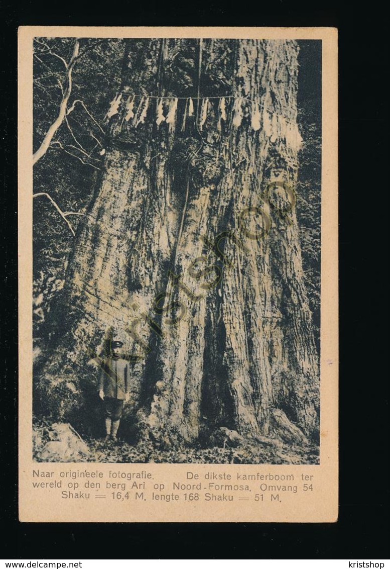 Noord-Formosa - Kafferboom [AA39-5.723 - Monde
