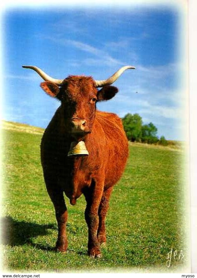 La Race Bovine Salers, Vache Avec Sonnaille - Mucche