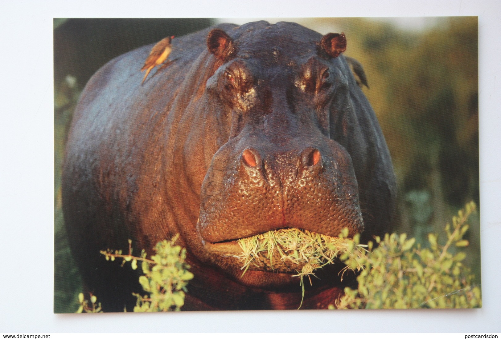 POSTCARD BOTSWANA - HIPPO - HIPOPOTAMO - Ocavango - Botswana