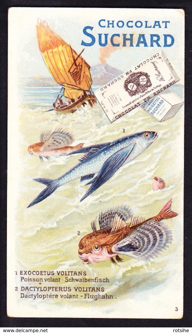 CHROMO Chocolat SUCHARD     Animaux  Poissons Exotiques  Poisson Volant  Serie 131 - Suchard