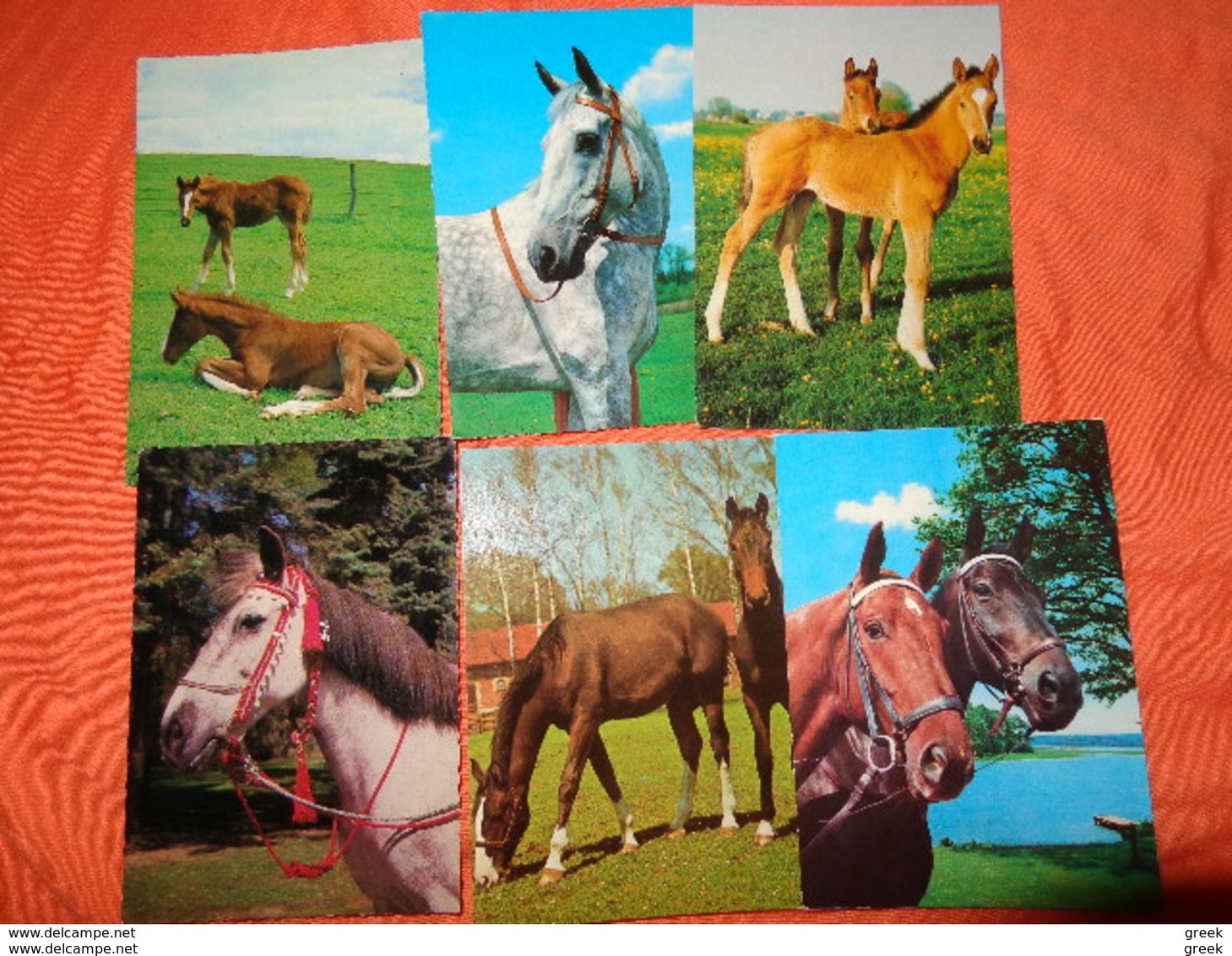 89 Kaarten Met PAARDEN - HORSES - CHEVAUX (zie Foto's) - 5 - 99 Postcards