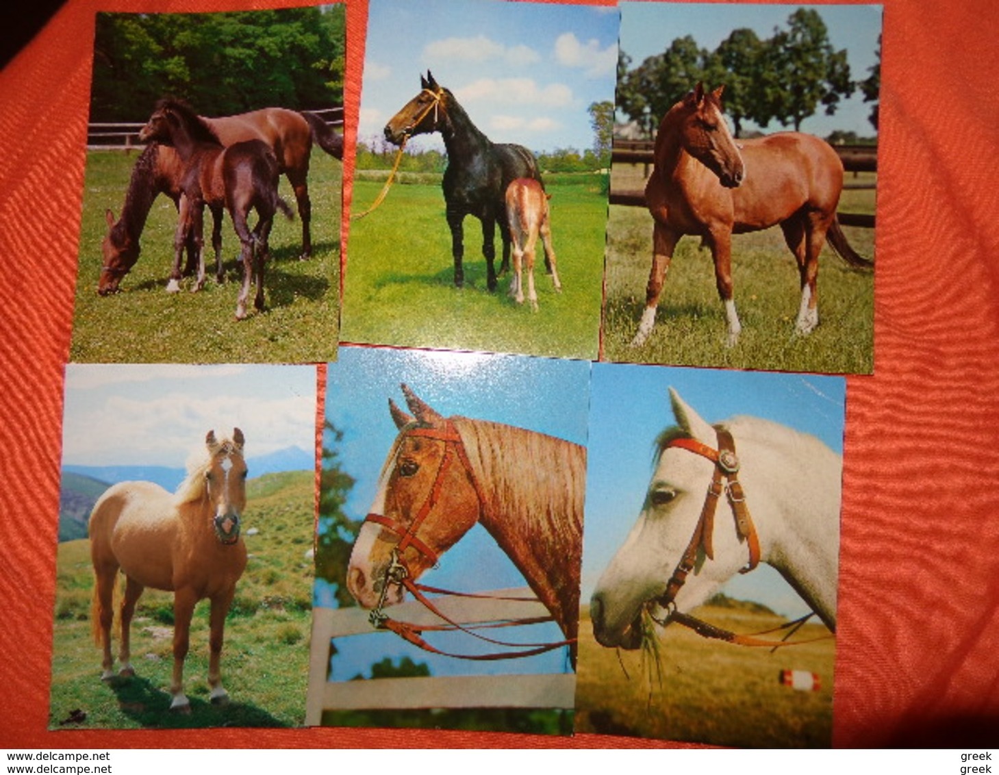 89 Kaarten Met PAARDEN - HORSES - CHEVAUX (zie Foto's) - 5 - 99 Cartes