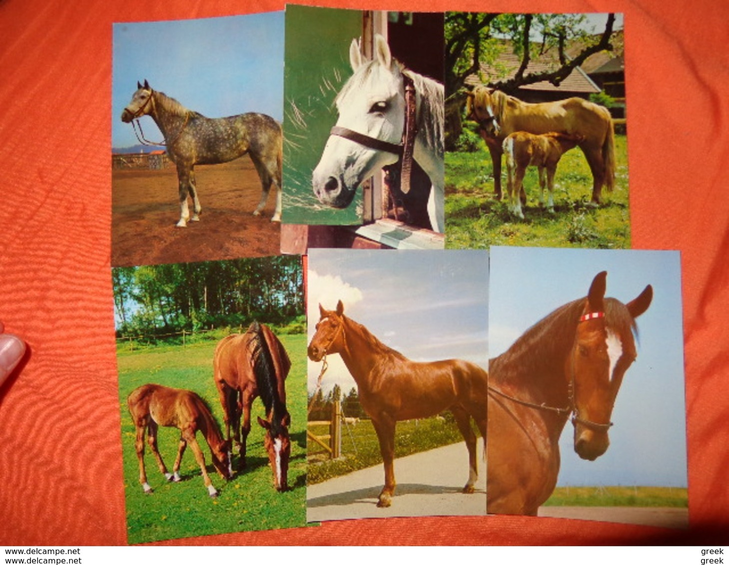 89 Kaarten Met PAARDEN - HORSES - CHEVAUX (zie Foto's) - 5 - 99 Postcards