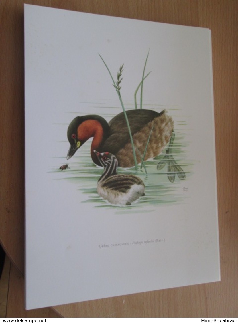 PLANCHE N°161 19 X 27cm  Années 50 / OISEAU GREBE CASTAGNEUX , Pour Faire Une Gravure Sous-cadre Très Sympa - Autres & Non Classés