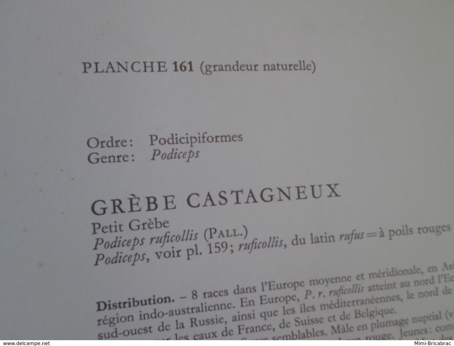 PLANCHE N°161 19 X 27cm  Années 50 / OISEAU GREBE CASTAGNEUX , Pour Faire Une Gravure Sous-cadre Très Sympa - Autres & Non Classés