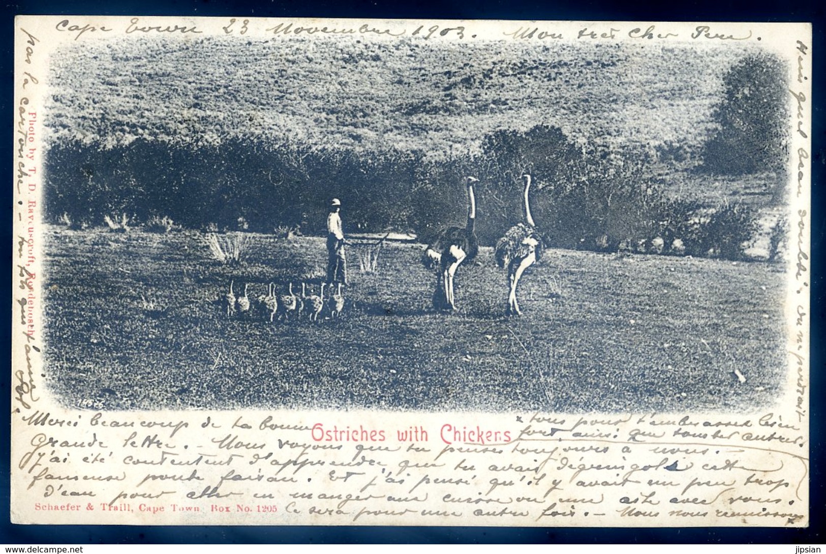 Cpa Afrique Du Sud South Africa Envoyée De Cape Town En 1903 -- Ostriches With Chickens    AFS9 - Afrique Du Sud