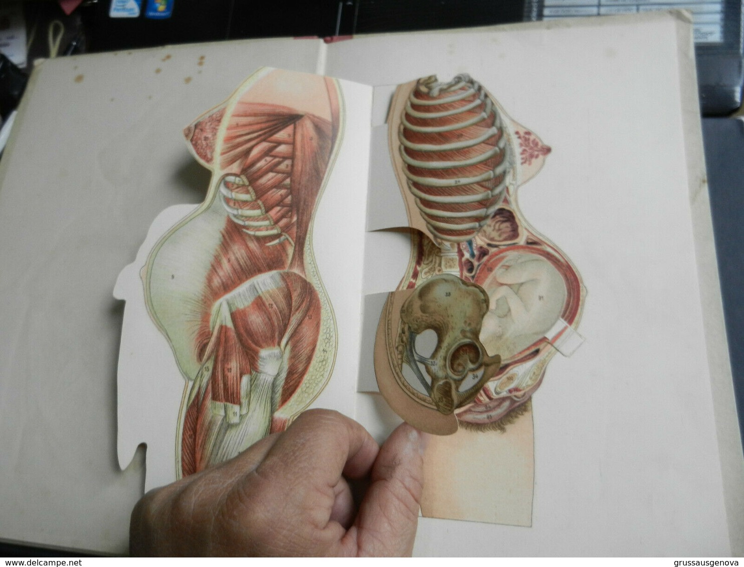 3) ETIENNE RABAUD LA GOSSESSE GRAVIDANZA NOTIONS ANATOMIE 1902 PLANCHE COLORIEE 20 PAGINE E UNA SERIE DI IMMAGINI SOVRAP - 1901-1940