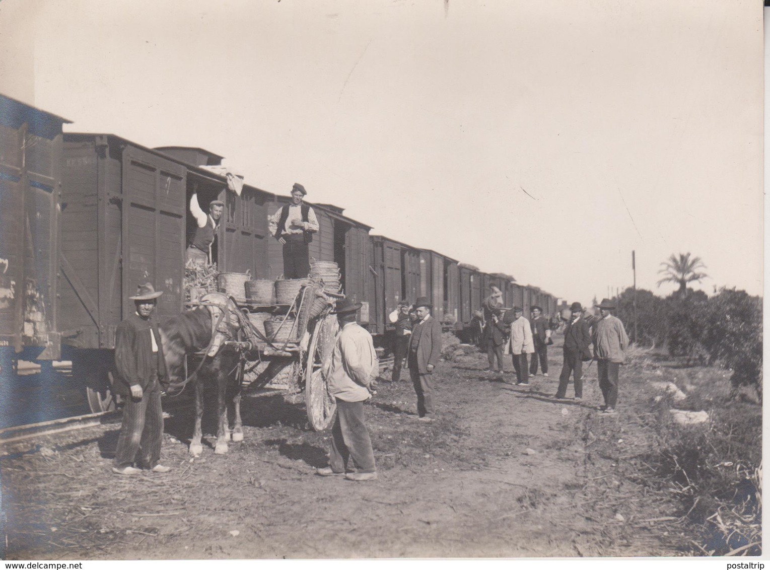 FRUITS AGRICULTURA  Fonds Victor FORBIN (1864-1947) - Trenes