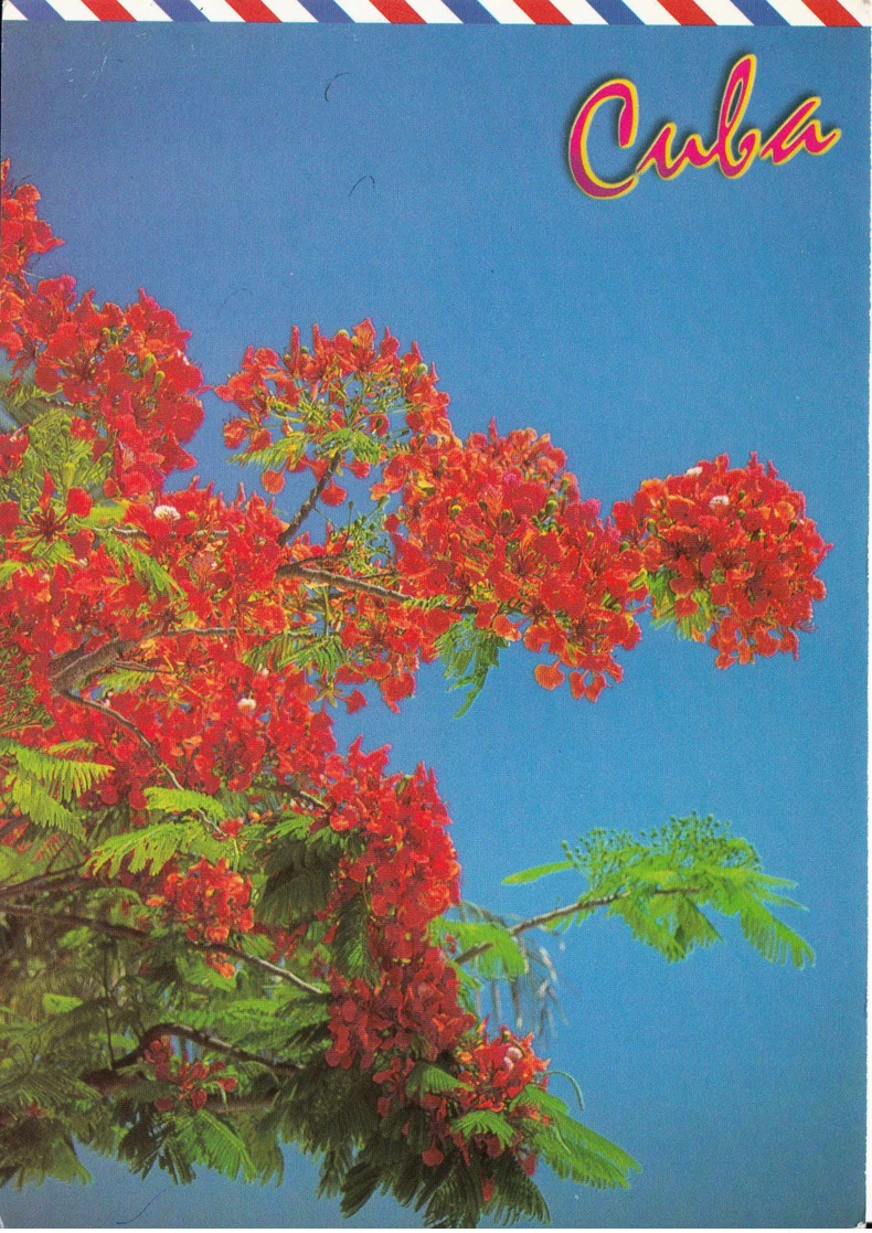 CUBA - Entier Postal Neuf -  Flamboyant - Neufs