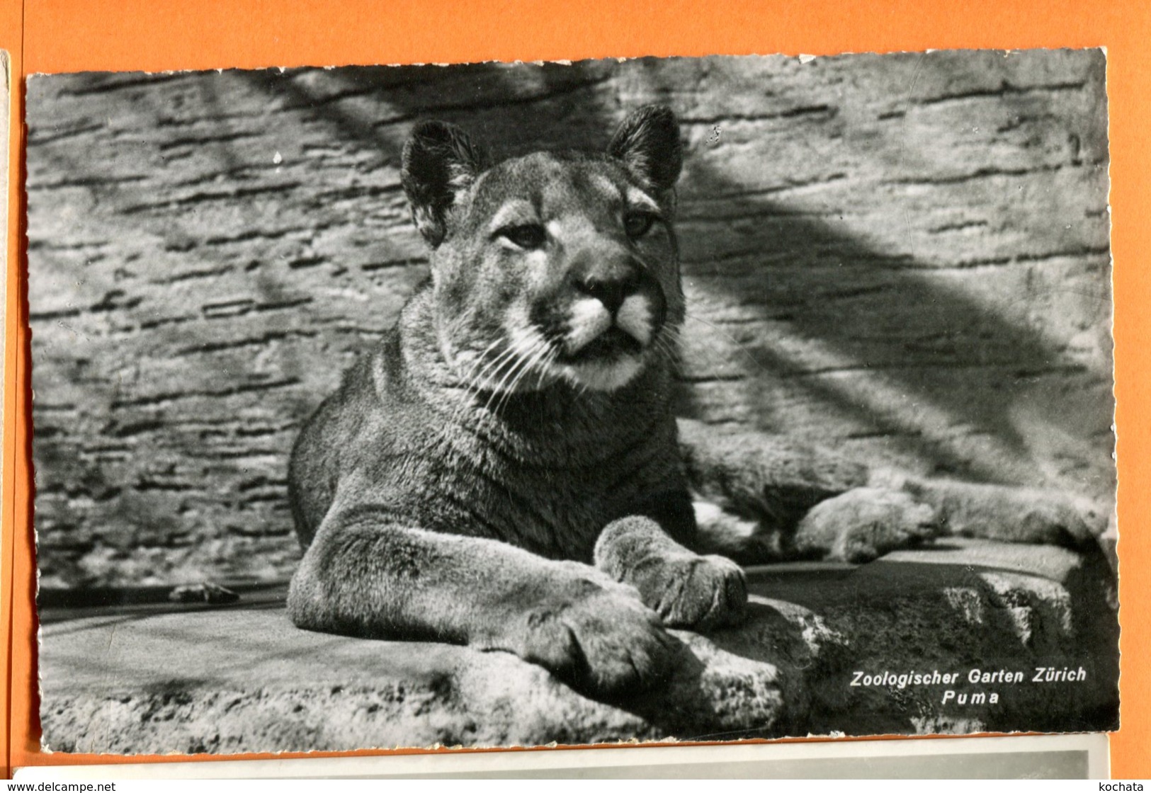 SPR058, Puma, Zoo, Zoologischer Garten Zürich, 9434, édit. Wehrli, Non Circulée - Autres & Non Classés