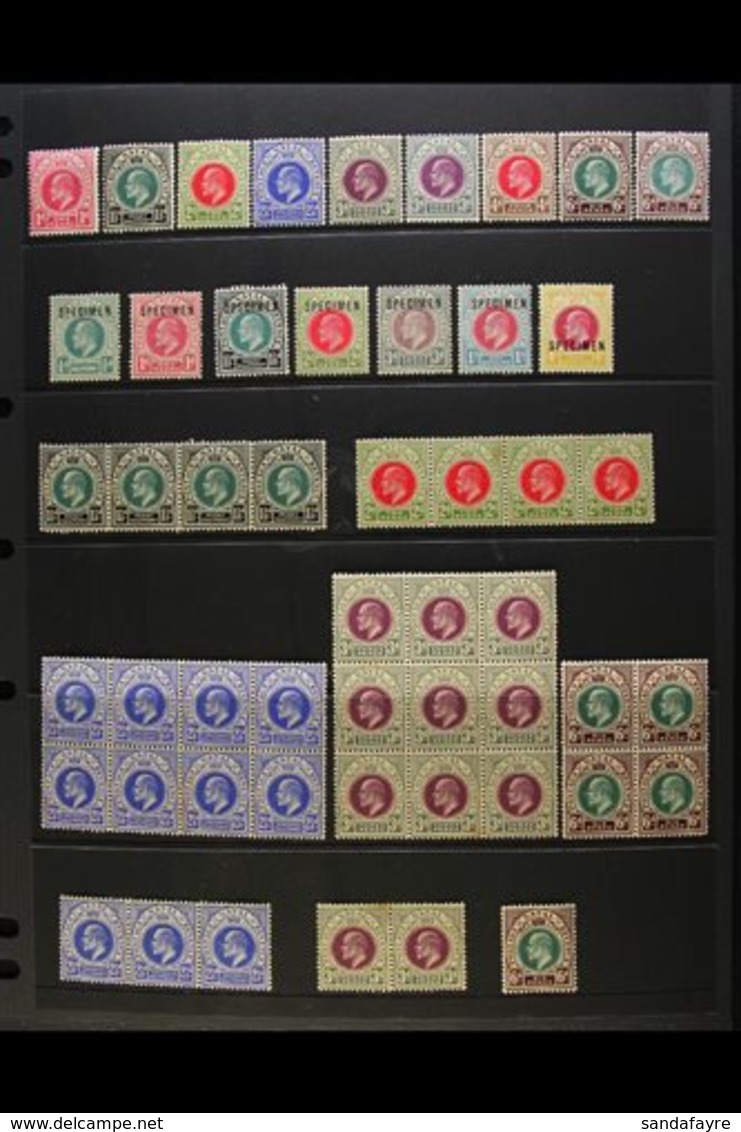 NATAL  1902-1909 KEVII MINT/NHM COLLECTION With "Specimen" Opt's & Multiples. Neatly Presented On Stock Pages & Includes - Unclassified
