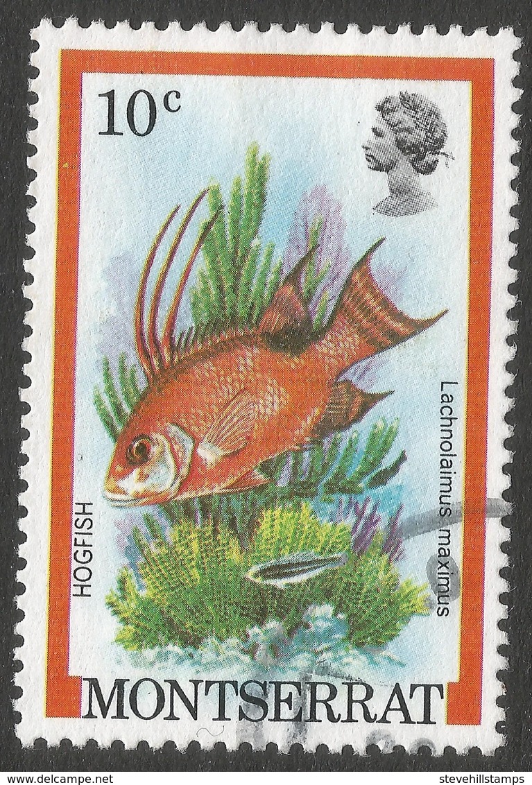 Montserrat. 1981 Fish. 10c Used. SG 556 - Montserrat