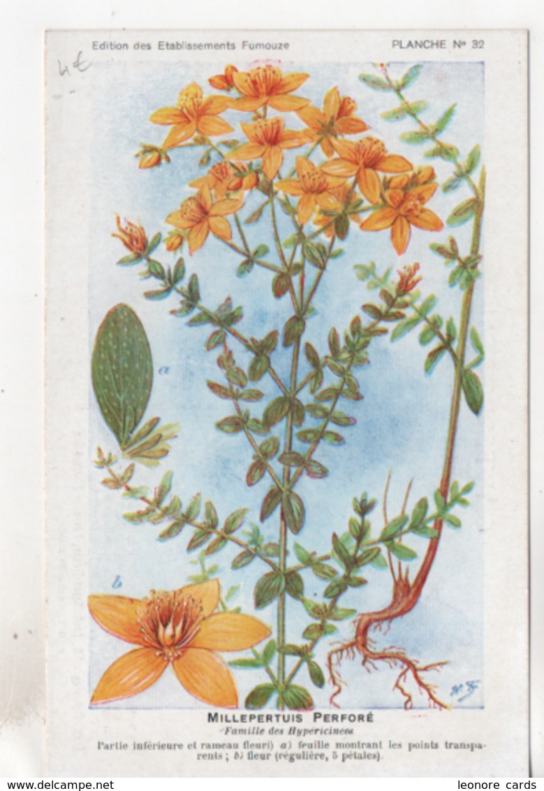 CPA.Fleurs.Millepertuis Perforé.planche 32.Etablissements Fumouze.Publicité - Piante Medicinali