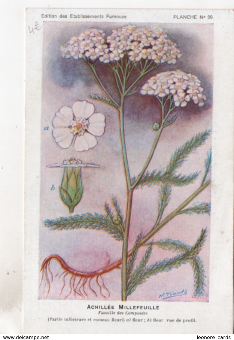 CPA.Fleurs.Achillée Millefeuille.planche 29.Etablissements Fumouze.Publicité - Medicinal Plants