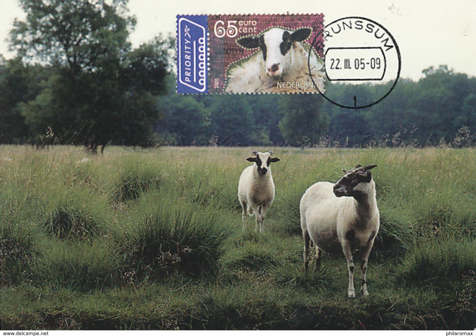 D36842 CARTE MAXIMUM CARD FD 2005 NETHERLANDS - SHEEP BRUNSSUM CP ORIGINAL - Autres & Non Classés