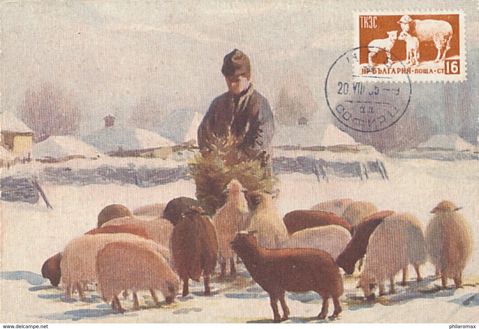 D36844 CARTE MAXIMUM CARD 1955 BULGARIA - SHEEP HERD CP PHOTOCARD - Autres & Non Classés