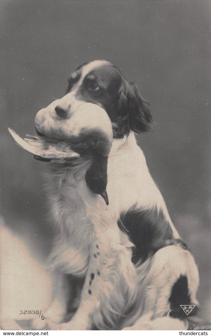 CPA PHOTO CHIEN LA CHASSE RPPC REAL PHOTO POSTCARD DOG HUNT HUNTING - Chiens