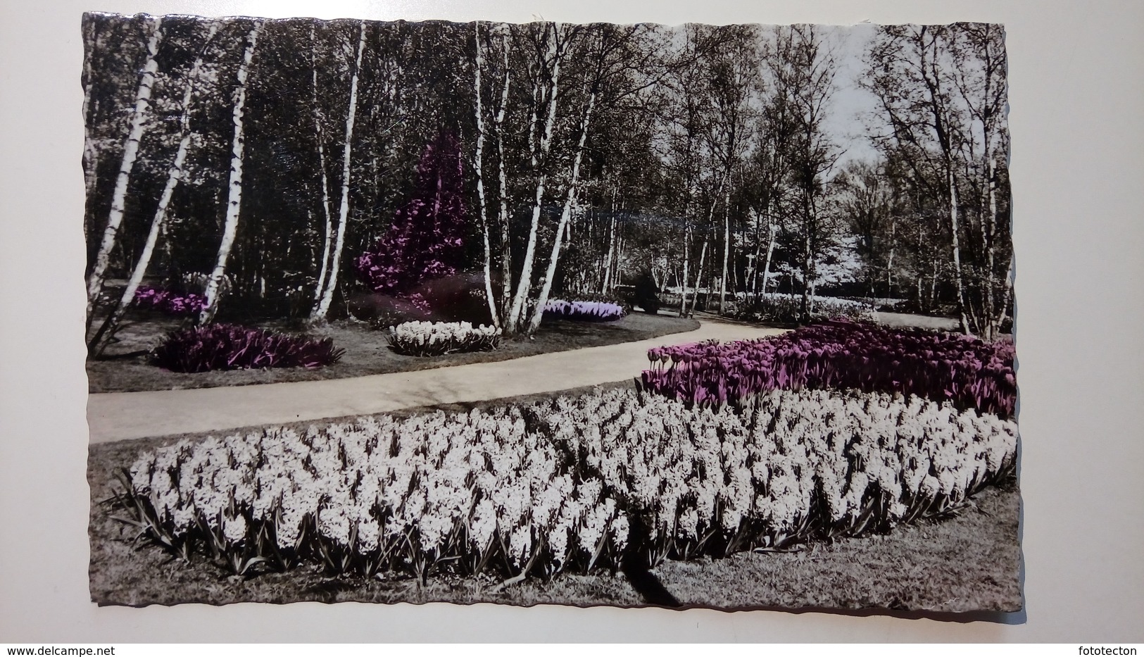 Holland, Olanda - Lisse - Keukenhof - Park, Garden, Flowers - Lisse