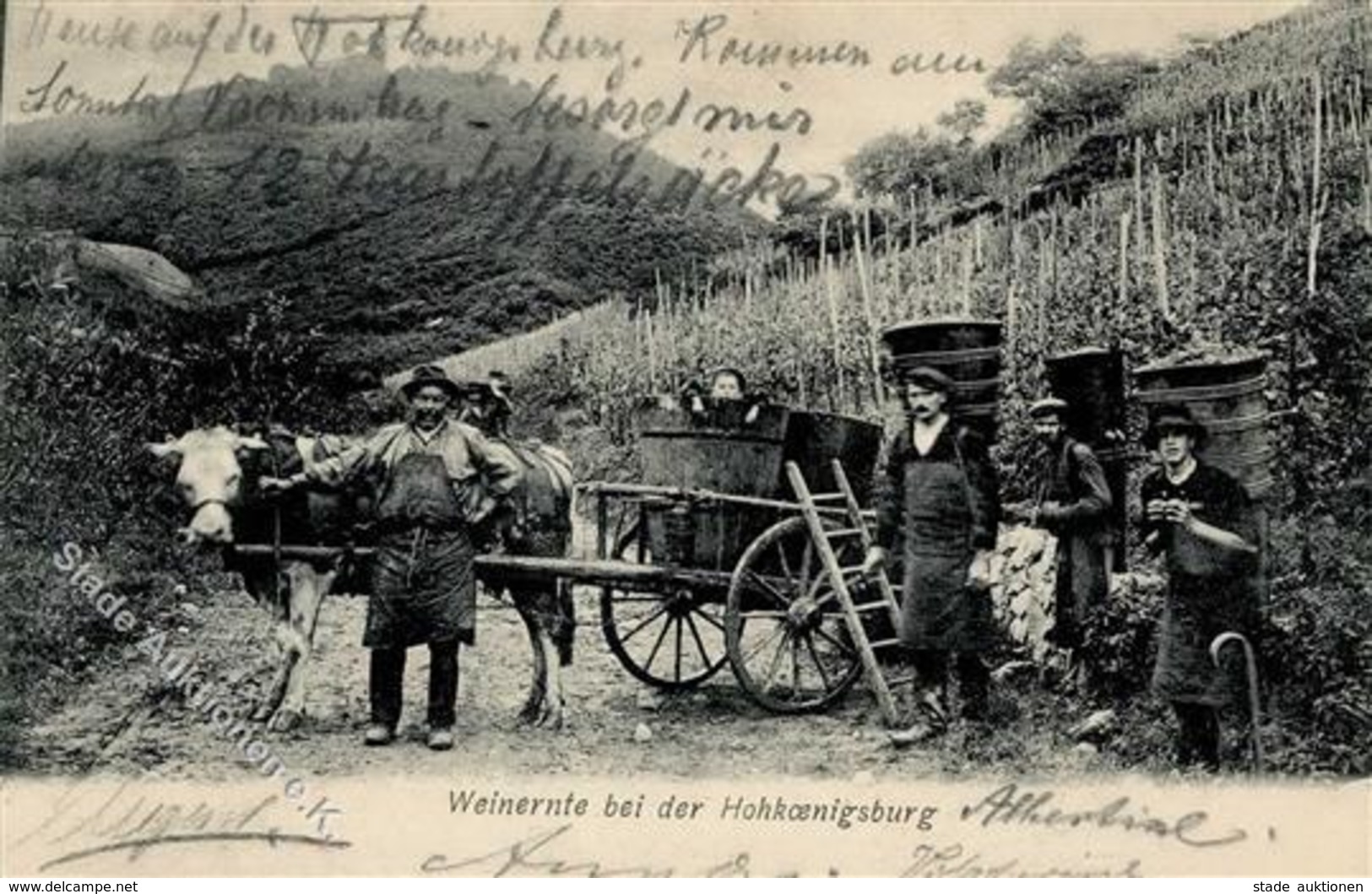 Wein Orschwiller Hohkönigsburg Elsass Weinlese 1906 I-II Vigne - Ausstellungen