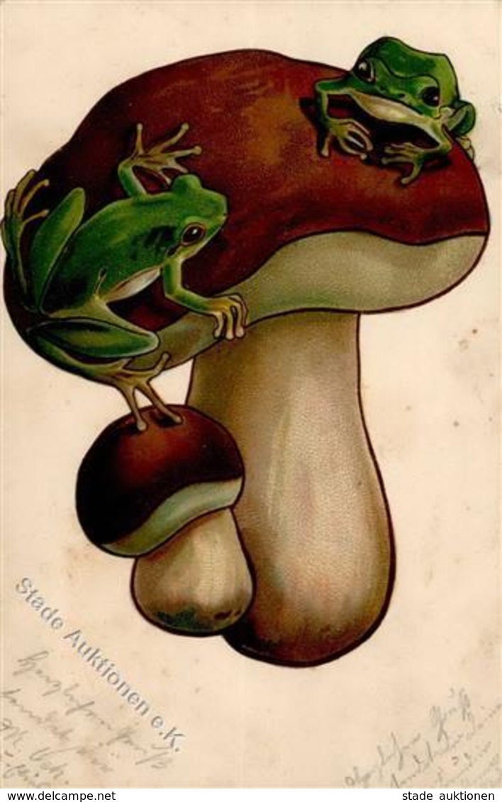 Frosch Pilze Lithographie 1903 I-II Grenouille - Other & Unclassified