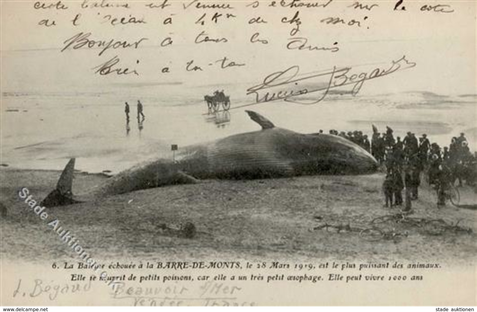 WAL - La Baleine Echouee A La BARRE-DE-MONTS Le 28.März 1919 Est Le Plus Puissant Des Animaux... I - Other & Unclassified