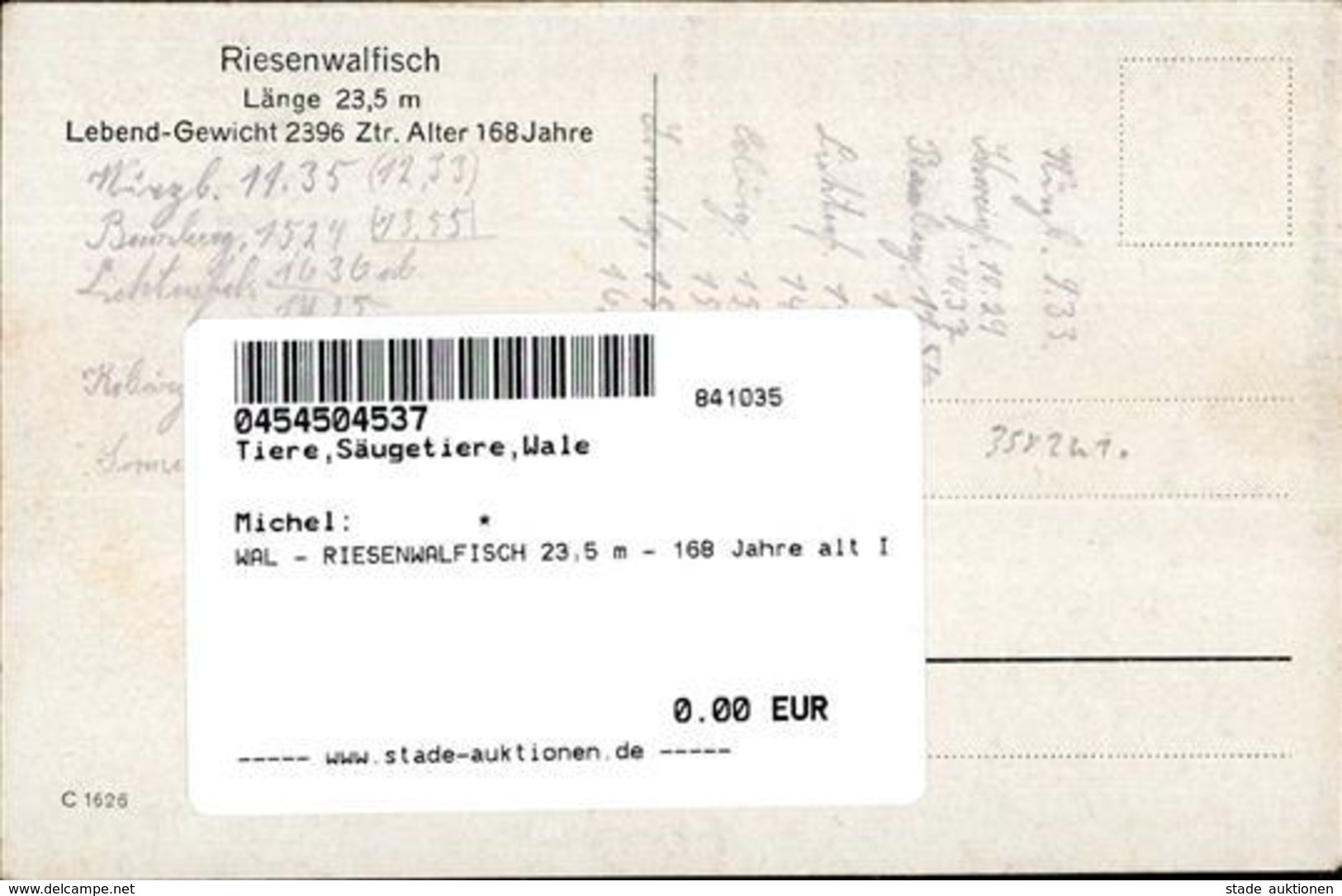 WAL - RIESENWALFISCH 23,5 M - 168 Jahre Alt I - Sonstige & Ohne Zuordnung