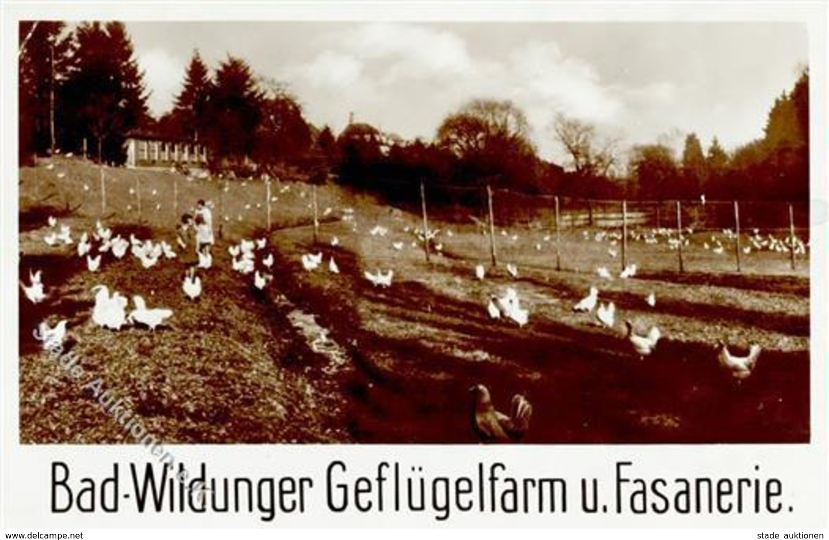 Huhn Bad Wildungen (3590) Geflügelfarm U. Fasanerie Foto AK I-II - Sonstige & Ohne Zuordnung