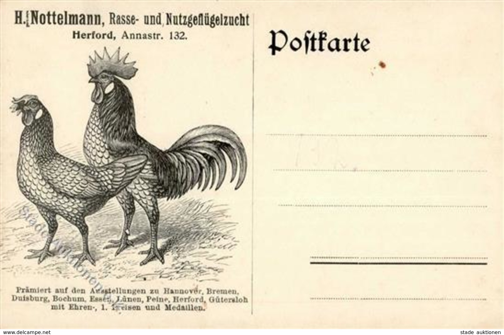 Huhn H. Nottelmann Rasse U. Nutzgeflügelzucht Künstlerkarte I-II - Other & Unclassified