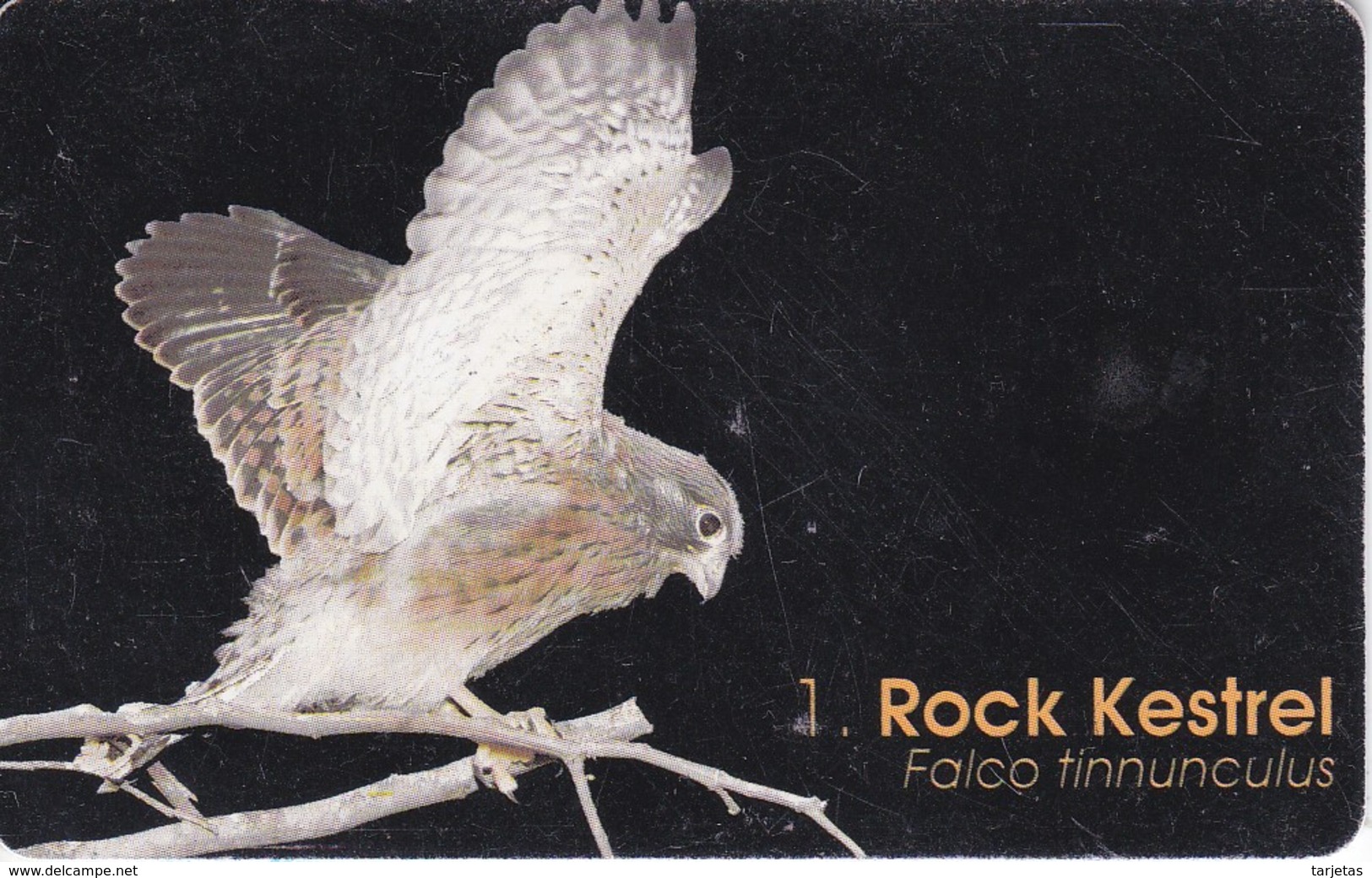 TARJETA DE NAMIBIA DE UN ROCK KESTREL  (BIRD-PAJARO) CERNICALO - Adler & Greifvögel