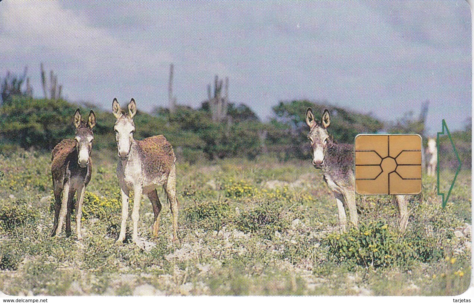 TARJETA DE BONAIRE DE UNOS BURROS (DONKEY-BURRO-ASNO) - Antilles (Netherlands)