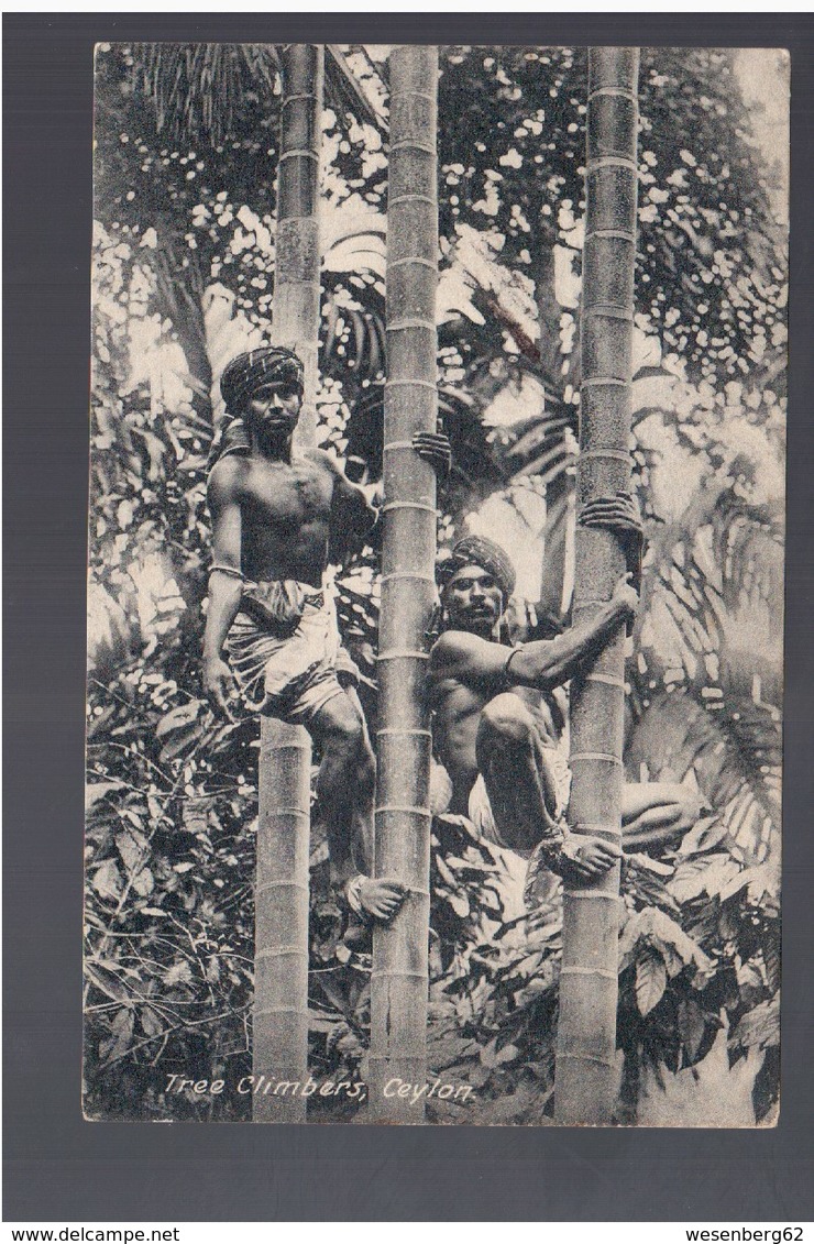 CEYLON Tree Climbers Ca 1910 OLD POSTCARD - Sri Lanka (Ceylon)