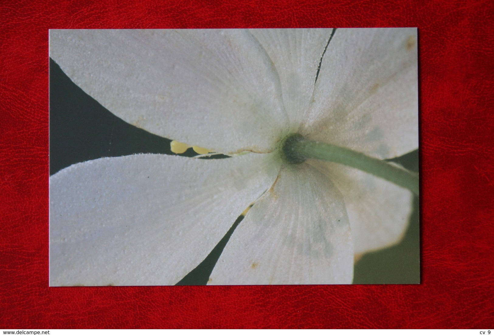 Flower Fleur Bosanemoon Anemone Victor Bos Fotografie 2018 Nederland  Ongebrukt / Not Used / New - Flowers