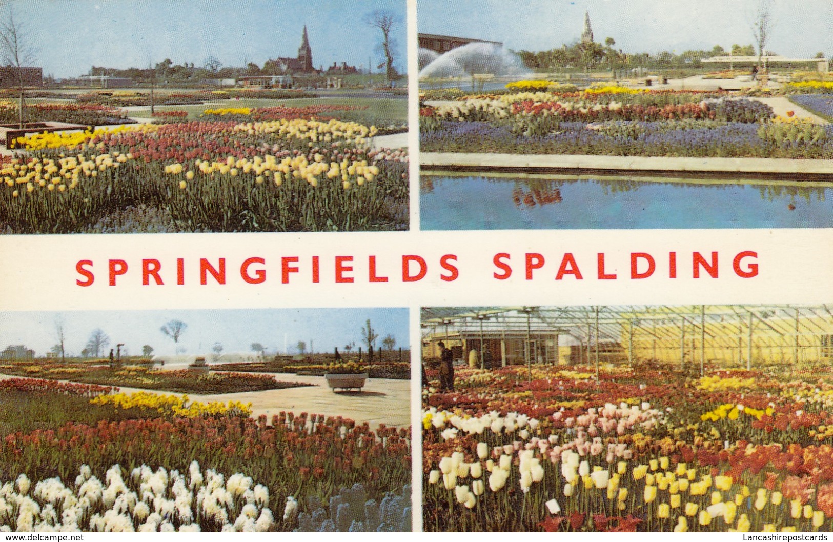 Postcard Springfields Spalding Tulip / Tulips My Ref  B13084 - Fiori