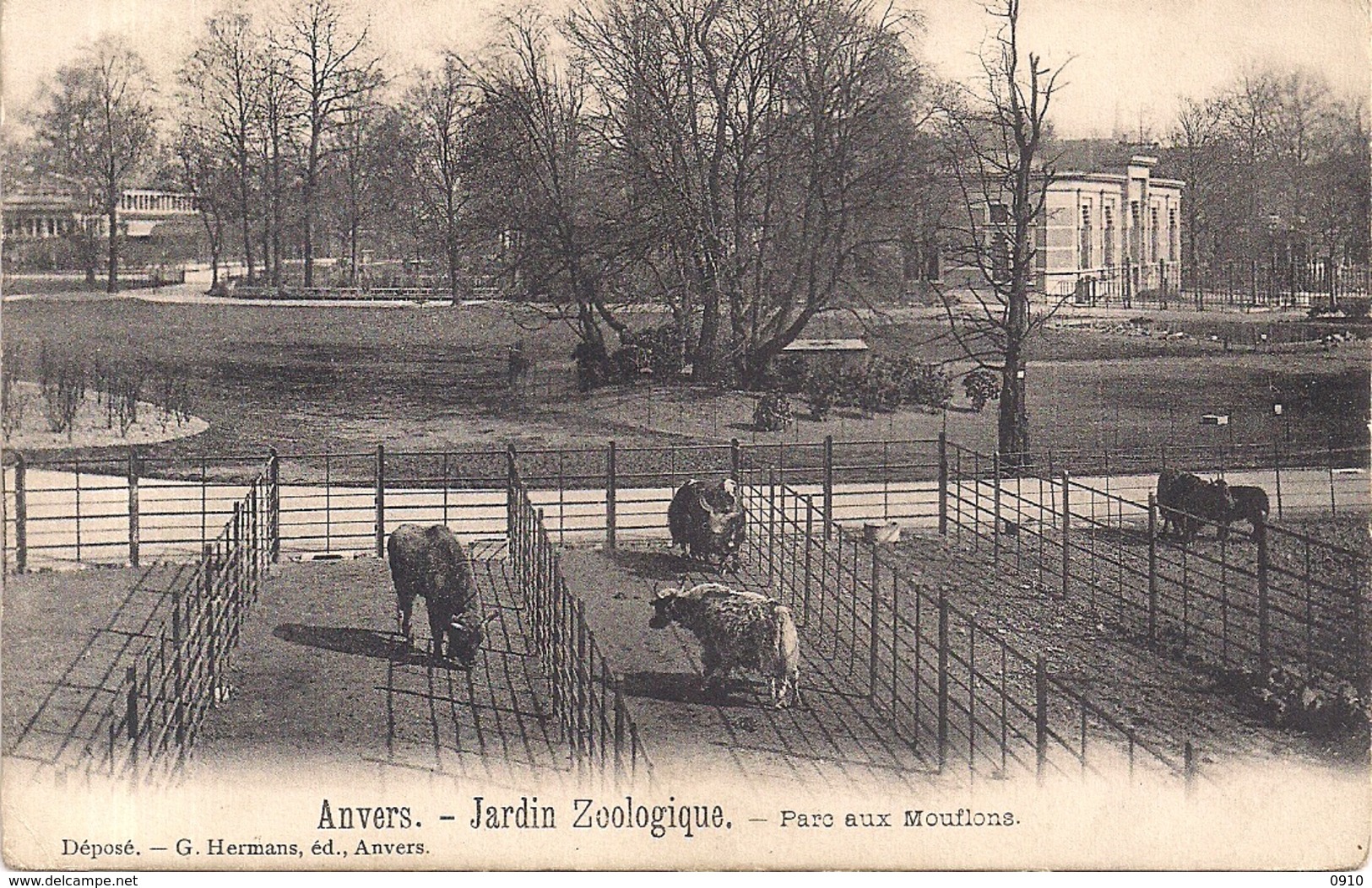 ANTWERPEN-ANVERS "DE ZOO-JARDIN ZOOLOGIQUE-LES MOUFLONS -WILDE SCHAPEN "EDIT.HERMANS ,ANVERS - Antwerpen