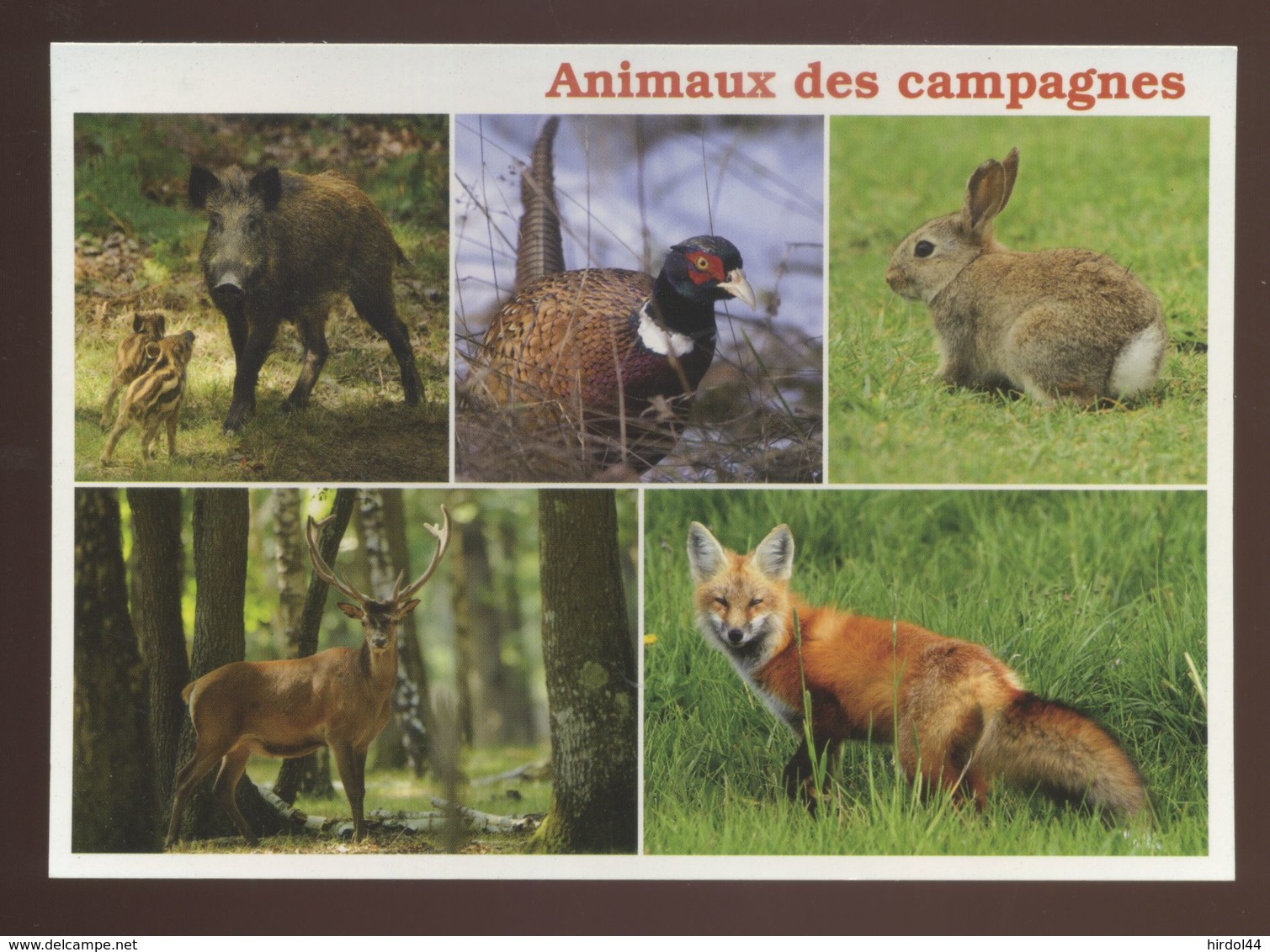 Animaux Des Campagnes : Laie Et Ses Marcassins, Faisan, Lapin, Cerf, Renard - Sonstige & Ohne Zuordnung