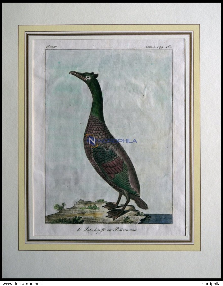 Der Pelikan (le Jopskarfr Ou Pelican Noir), Kolorierter Kupferstich Von Olafsen Aus Atlas Du Voyage En Islande Von 1802 - Lithographies