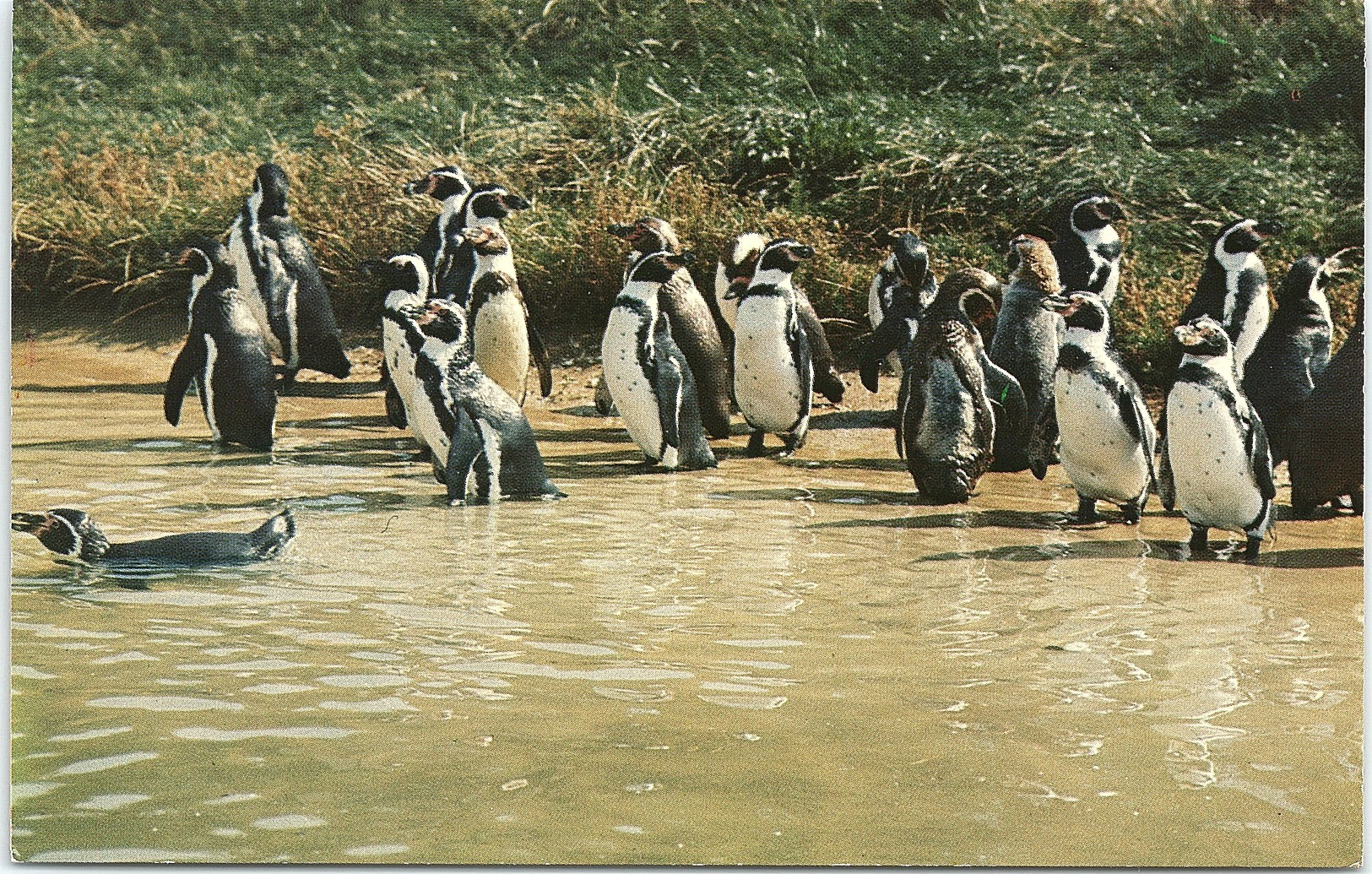 Humboldt Penguins, Whipsnade - Uccelli