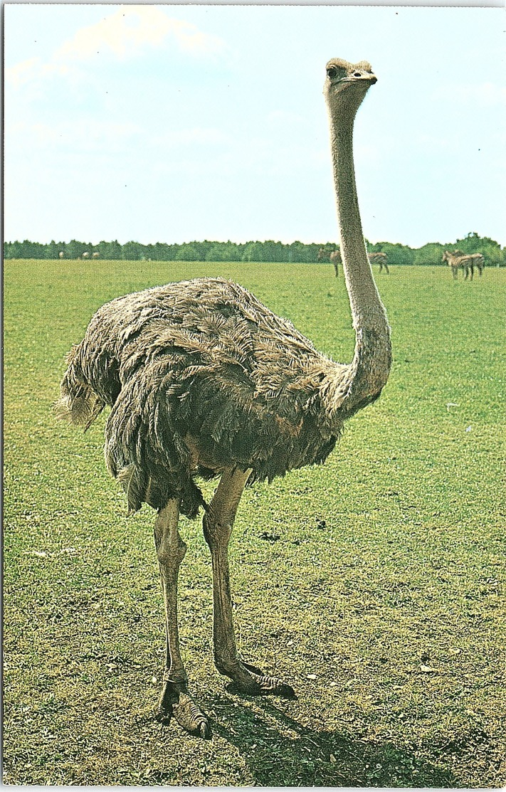 Bird, Ostrich, Whipsnade Zoo - Vögel