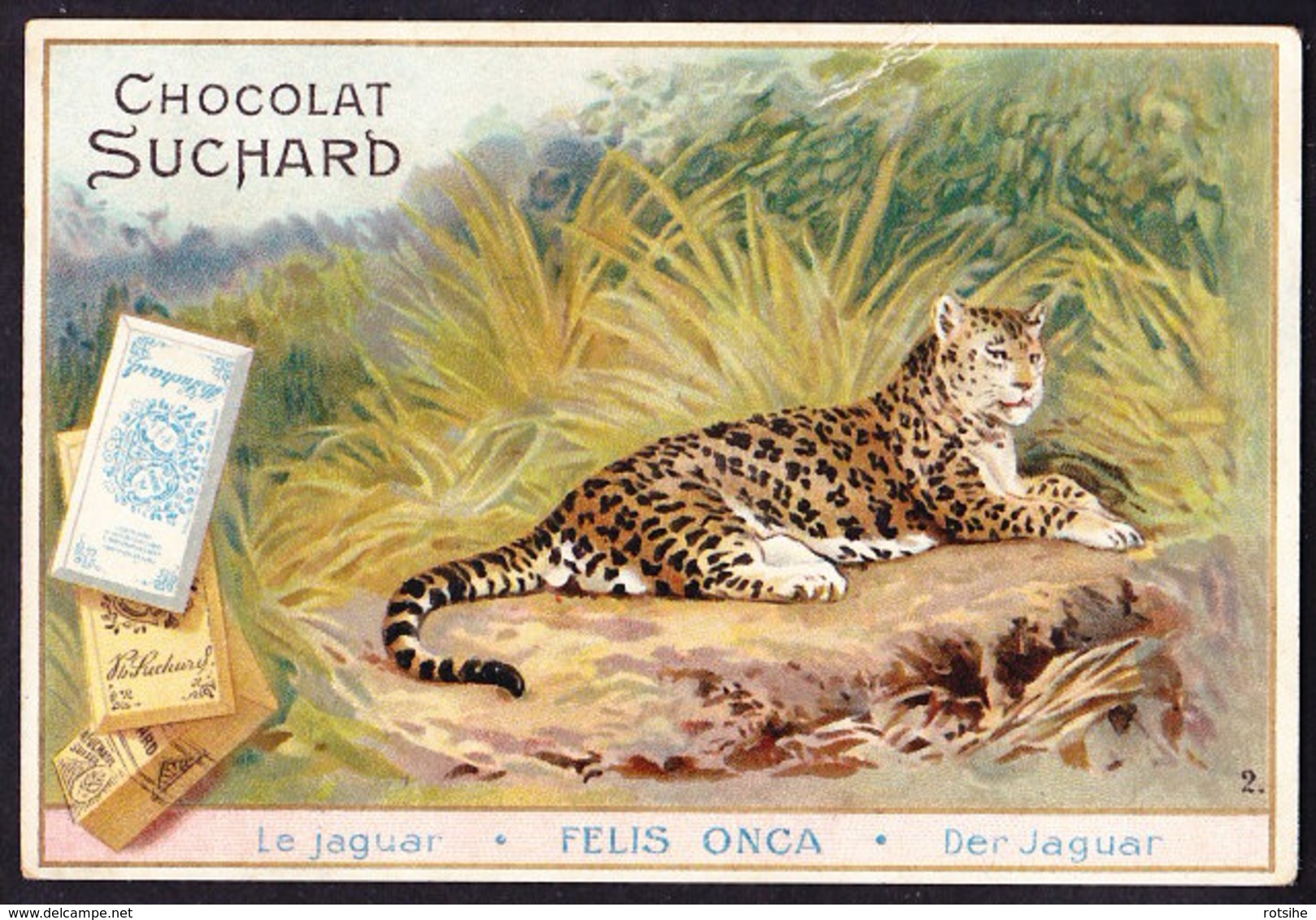 CHROMO Chocolat SUCHARD Le Jaguar       Felis Onca  Animaux  Animals  Serie 75 - Suchard