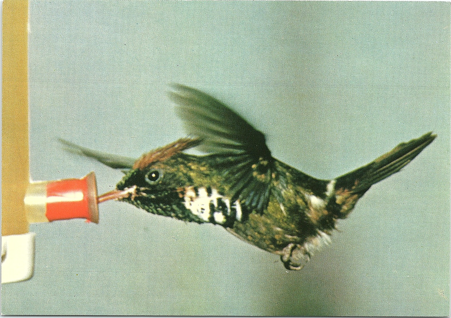 Bird, Frilled Coquette Hummingbird - Vögel