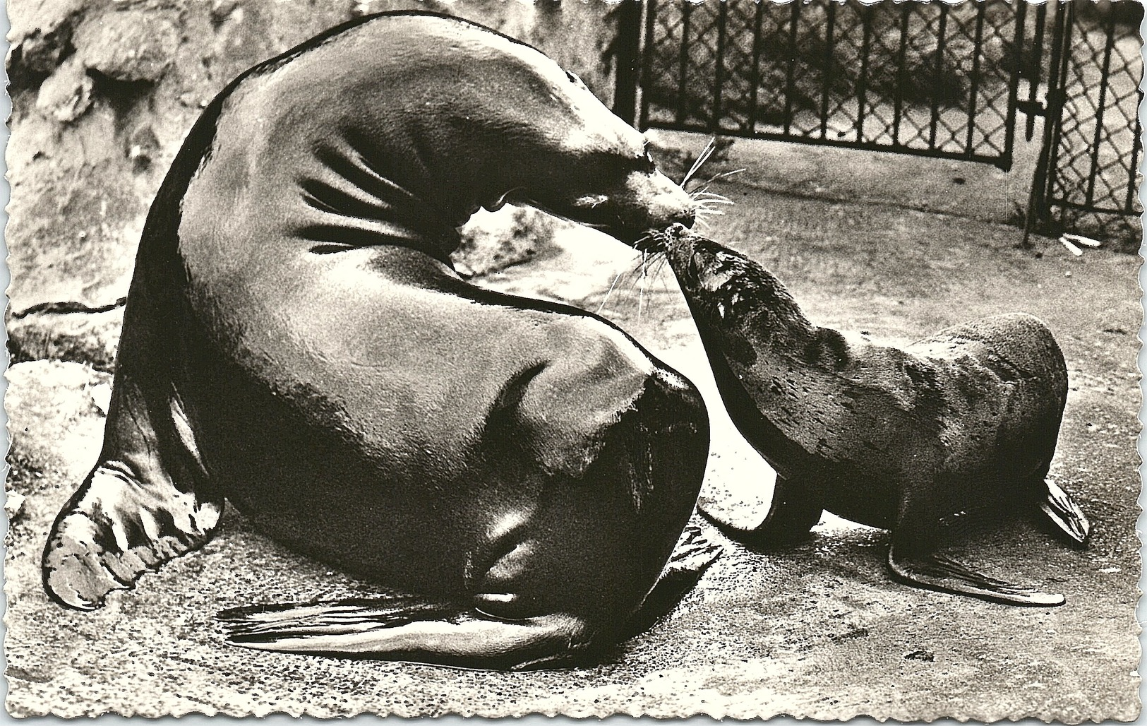 Sea Lions, The Zoological Society Of London, Real Photo - Autres & Non Classés