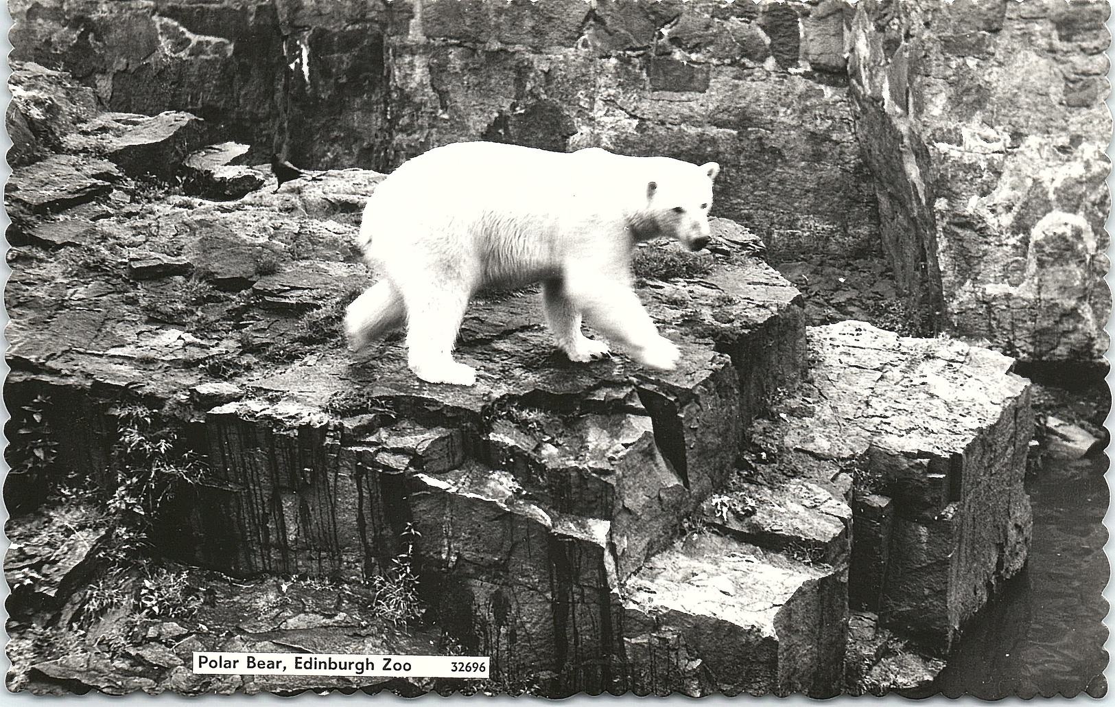 Polar Bear, Edinburgh Zoo, Real Photo - Bears