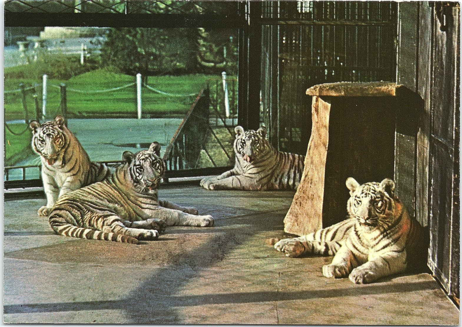 White Tigers At Bristol Zoo - Tigres